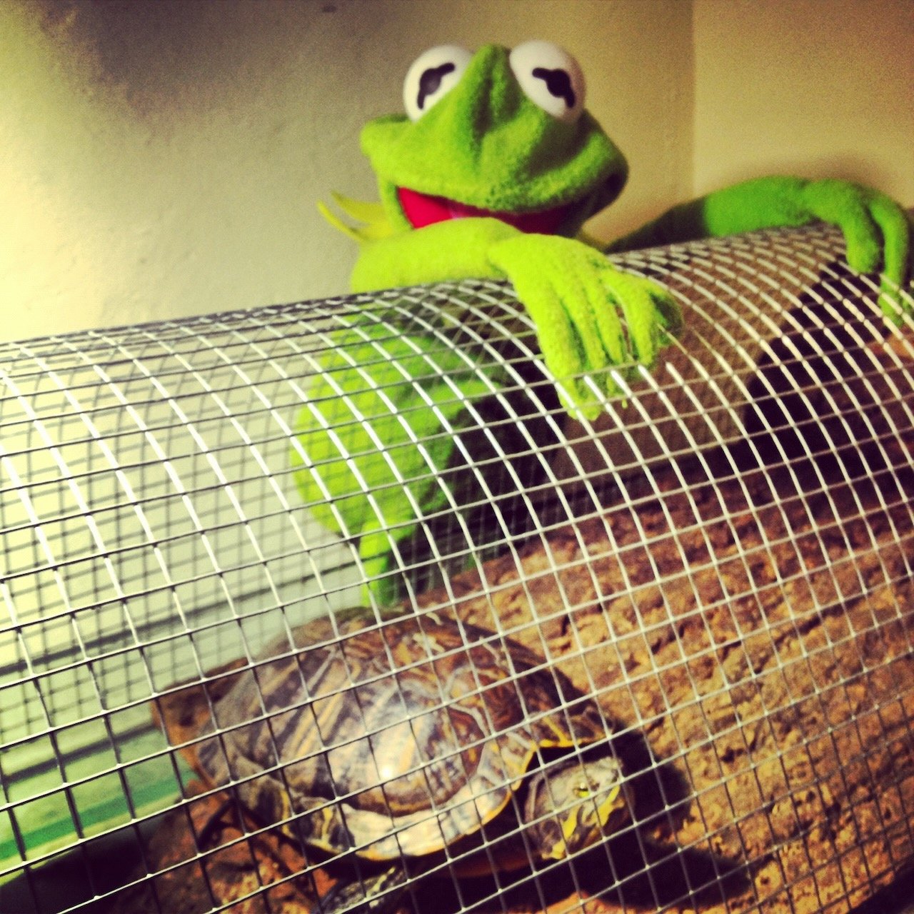 Kermit photo 2