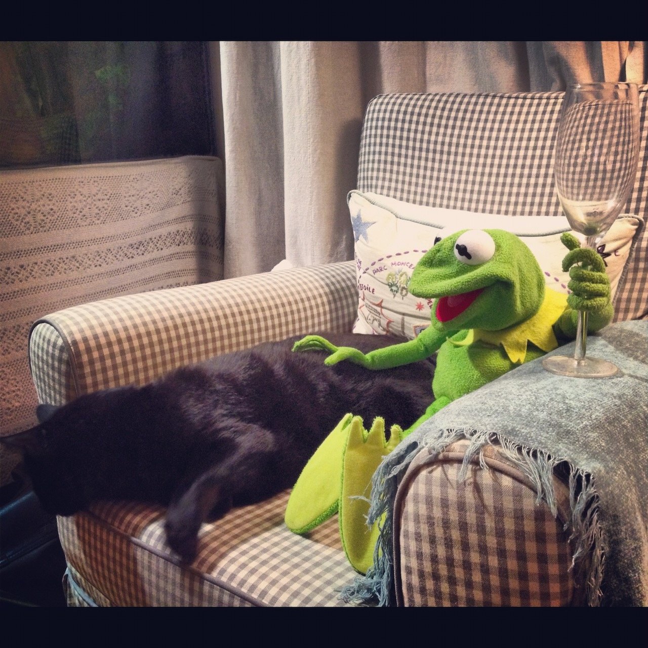 Kermit photo 5