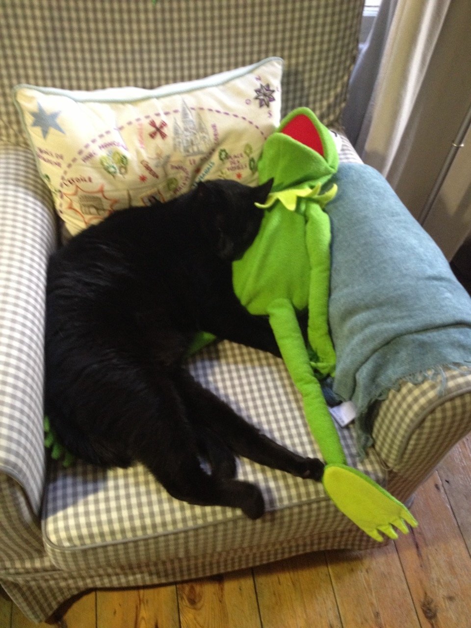Kermit photo 6