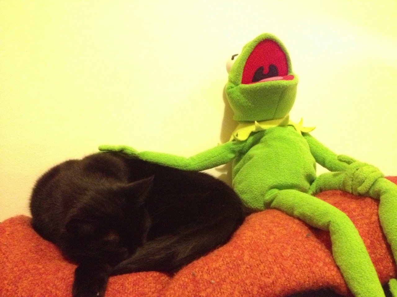 Kermit photo 11