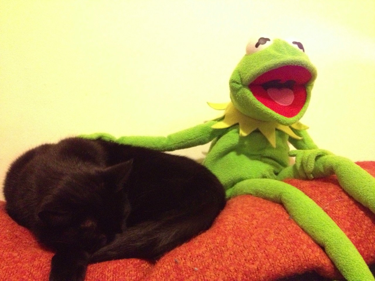 Kermit photo 12