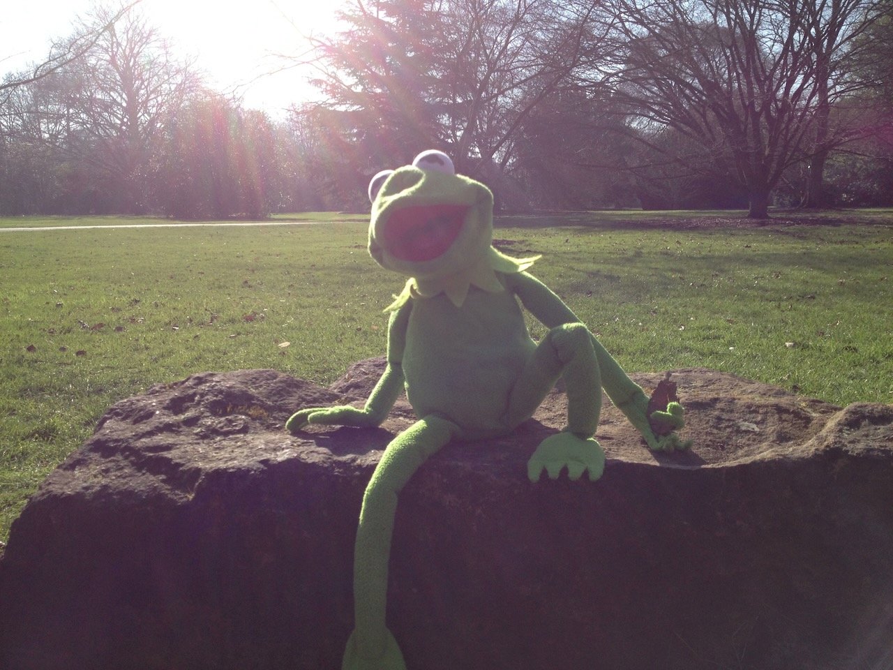 Kermit photo 13
