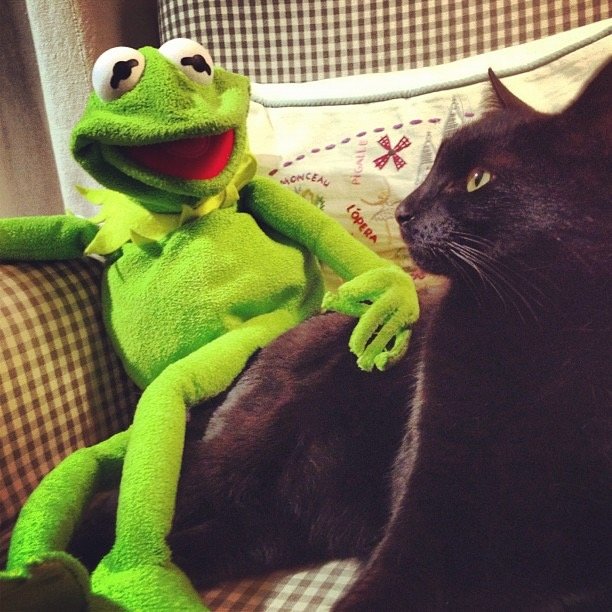 Kermit photo